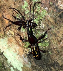 Ectocemus decemmaculatus