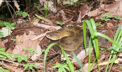 Crotalus basiliscus