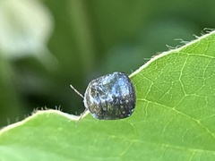 Megacopta punctatissima