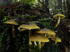 Cortinarius icterinoides