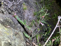 Epacris reclinata