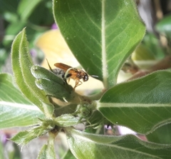Tetragonisca angustula