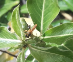 Tetragonisca angustula