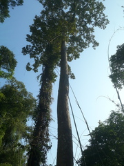 Dipterocarpus retusus