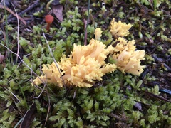 Ramaria lorithamnus