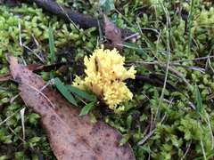 Ramaria lorithamnus