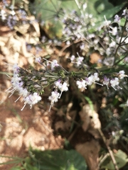 Oldenlandia mellii