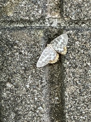 Euryobeidia languidata