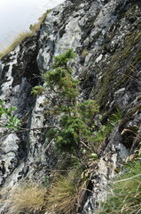 Juniperus sabina
