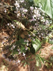 Oldenlandia mellii