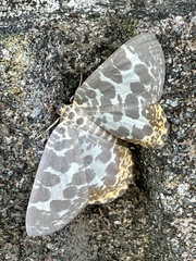 Euryobeidia languidata