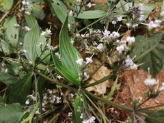 Oldenlandia mellii