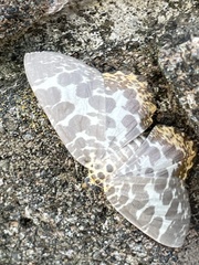 Euryobeidia languidata