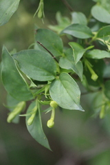 Bouvardia glabra