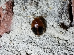 Prionocyphon discoideus