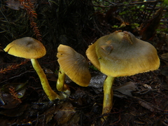 Cortinarius icterinoides