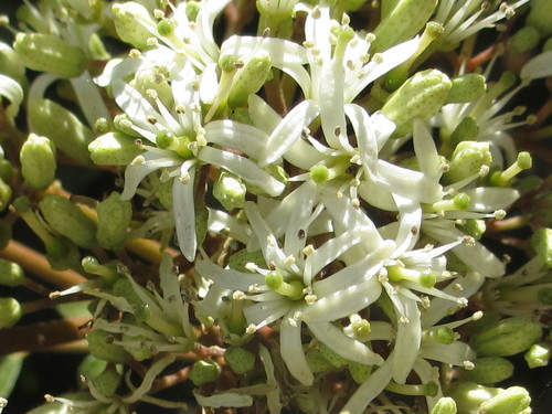Bergera koenigii