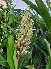 Alpinia galanga