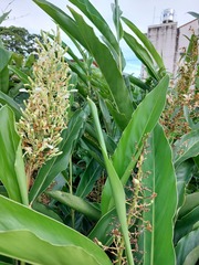 Alpinia galanga