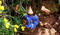 Gentiana occidentalis