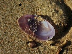 Hiatula alba