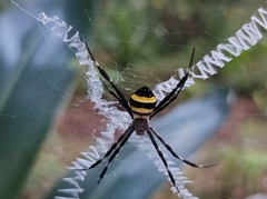 Argiope caledonia