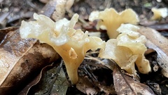 Gloeocantharellus
