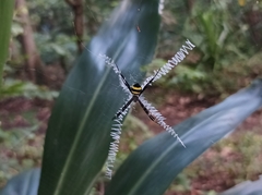 Argiope caledonia