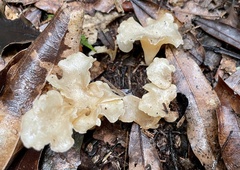 Gloeocantharellus