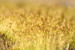 Dicranella cerviculata