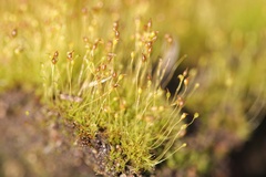 Dicranella cerviculata
