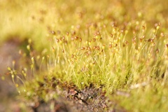 Dicranella cerviculata