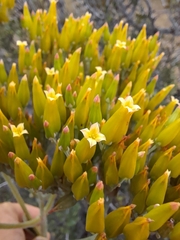 Kalanchoe brachyloba