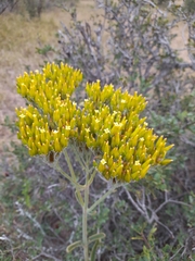 Kalanchoe brachyloba