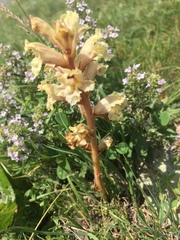 Orobanche alba