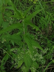 Urtica sondenii