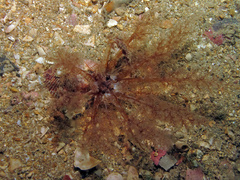 Neopentadactyla mixta