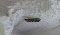 Hydropsyche contubernalis