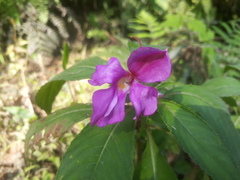 Impatiens latiflora