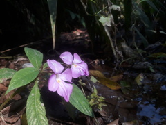 Impatiens latiflora