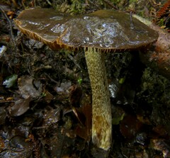 Cortinarius cuphomorphus