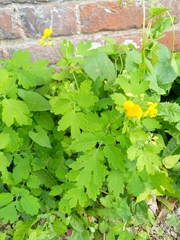 Chelidonium majus