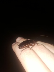 Blatta orientalis