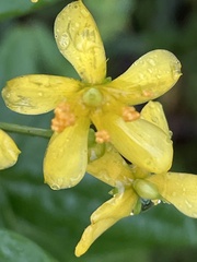 Hypericum nudiflorum