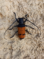 Diastocera trifasciata