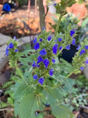 Salvia hispanica