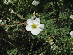 Dasiphora mandshurica