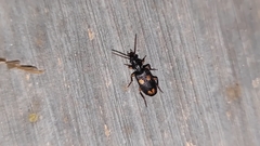 Macrocheilus bensoni