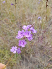 Buchnera longespicata