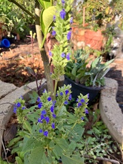 Salvia hispanica